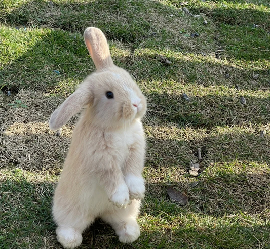 Unlock the Secret to a Thriving Rabbit