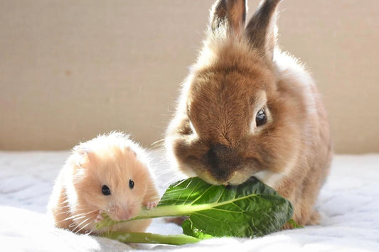 Adorable Pet Diary: A Complete Guide to Raising Mammals
