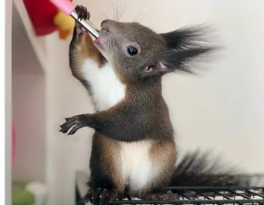 The Agile Forest Sprites - Squirrels