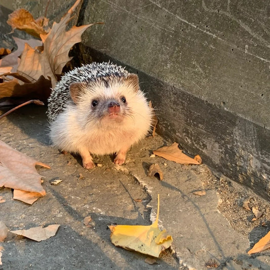 Exploring Hedgehogs: A Unique Group of Mammal Pets.