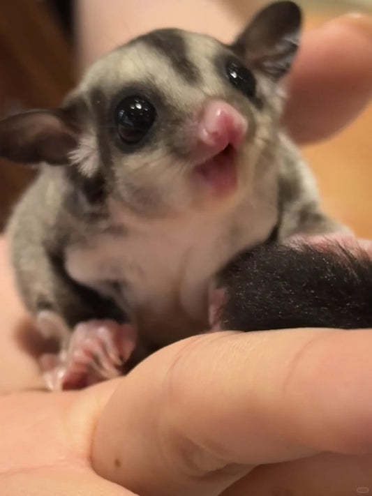 Enter the wonderful world of sugar gliders