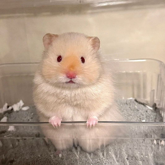 The Significance of Chewing Snacks for Rodents