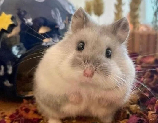 The Ultimate Guide to Choosing the Best Rat Food for Your Furry Friends