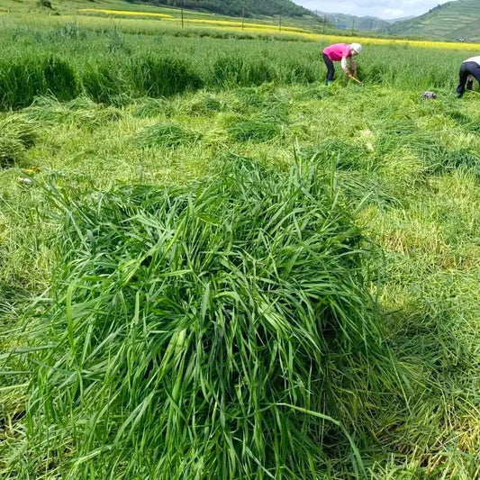 Timothy Grass: A Gift from Nature