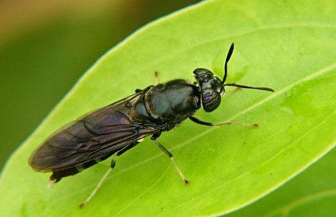 What is the black soldier fly(Phoenix worm)?