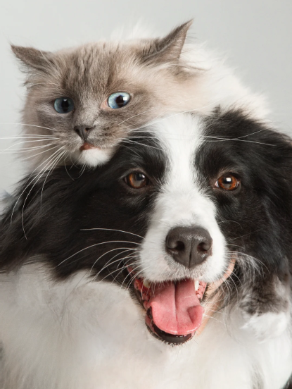 The group of mammalian pets: The charm and companionship of dogs, cats and rabbits.