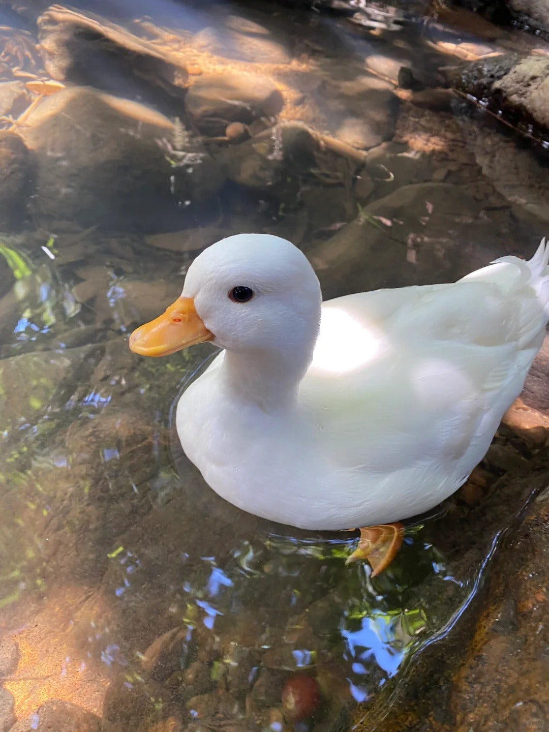 Cole Duck: A Unique and Adorable Pet Fairy