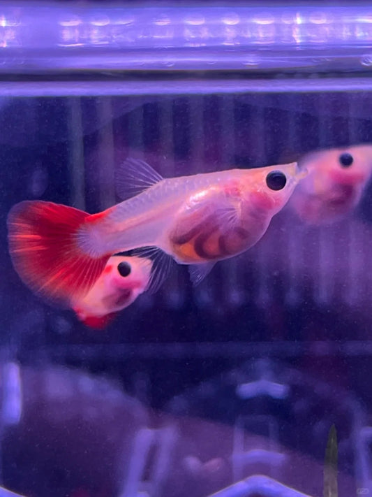 Explore the Pet Community of Fish: The Fantasy World of Underwater Elves.