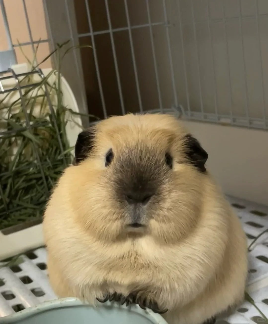 The Ultimate Guide to Guinea Pig Care