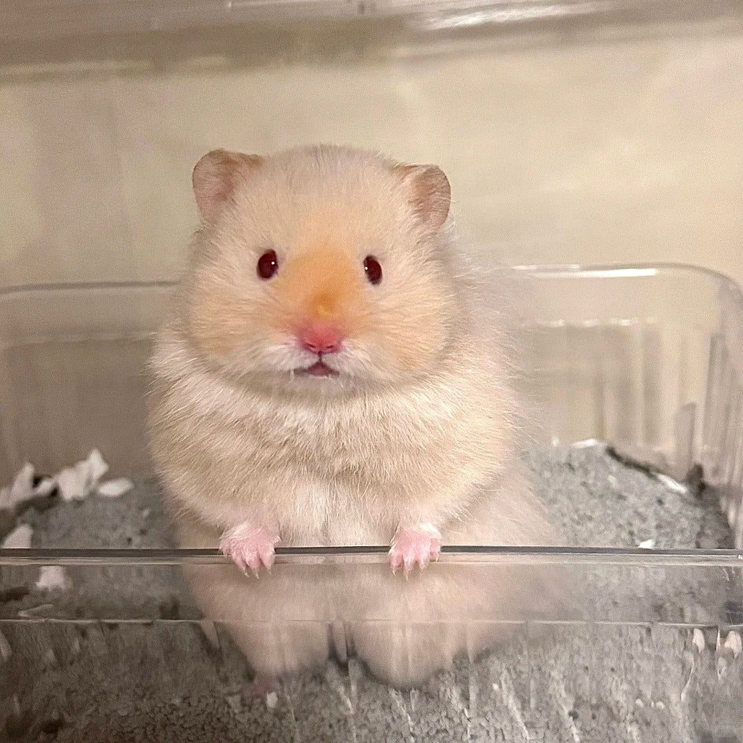 The Significance of Chewing Snacks for Rodents