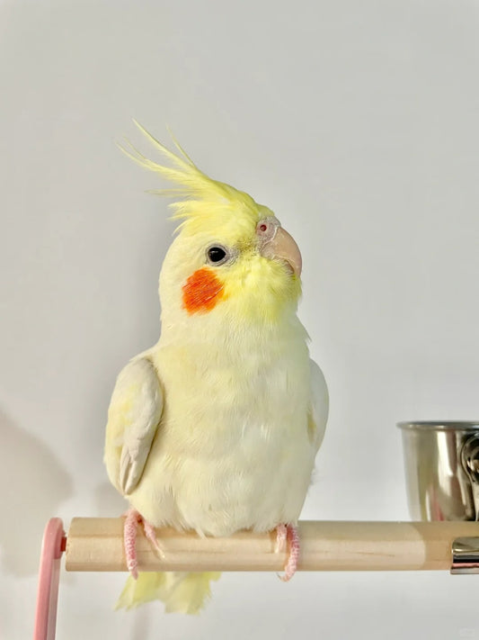 Explore the Pet Groups of Chickens, Birds and Fish: Unique Charms and Ways of Raising Them.