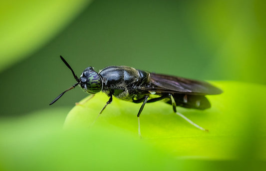 Introduction to Black Soldier Flies