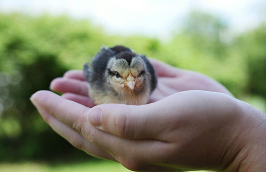 How To Take Care Of Newborn Chicks?