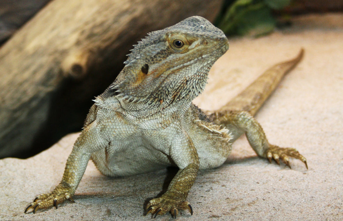 Tips For Raising Bearded Dragon Lizards