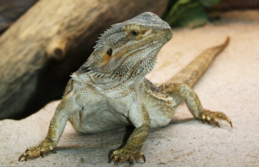 Tips For Raising Bearded Dragon Lizards