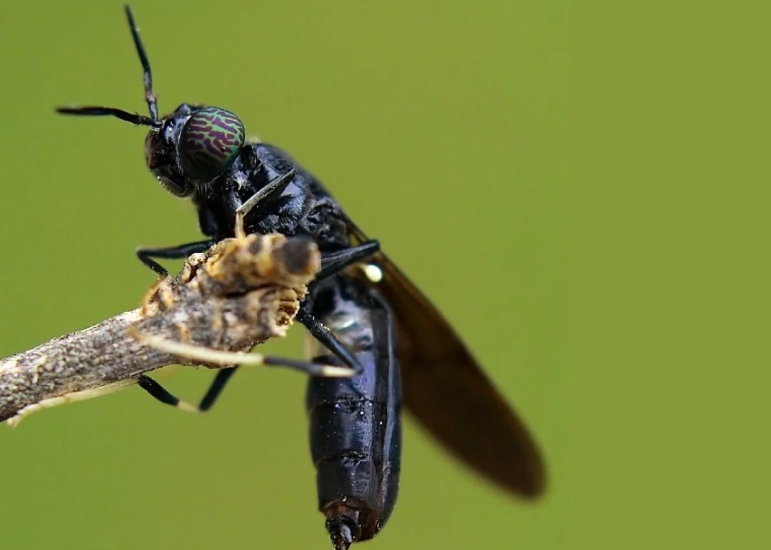 The Black Soldier Fly: Great Potential of a Tiny Insect